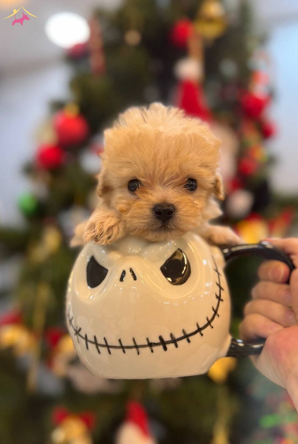 Fincan Maltipoo Bebekler