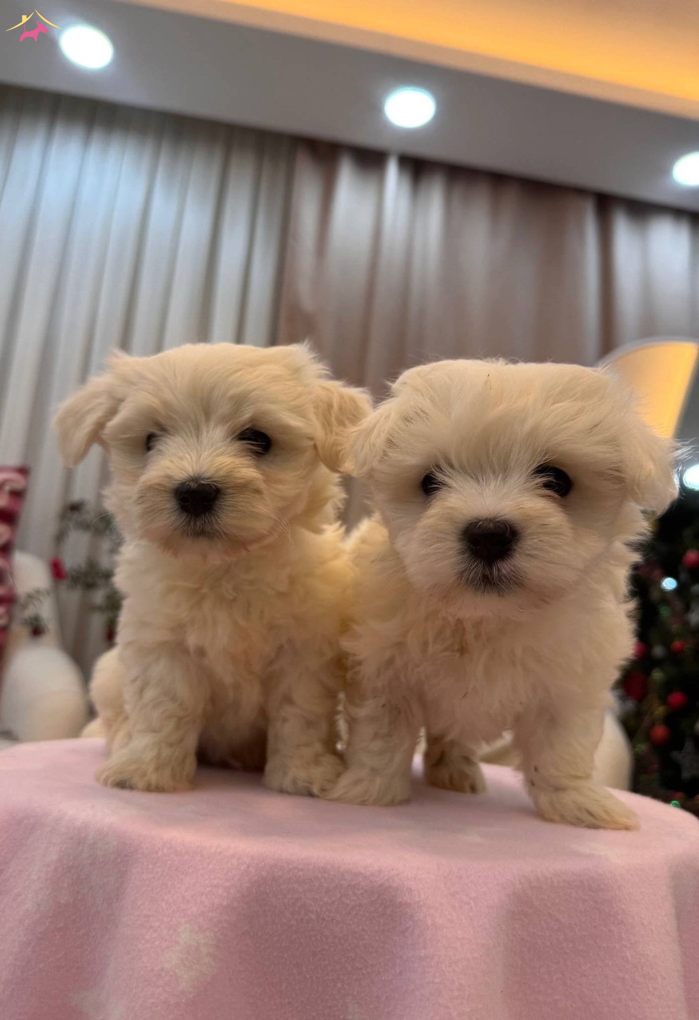 Sut Beyaz Maltese Terrier