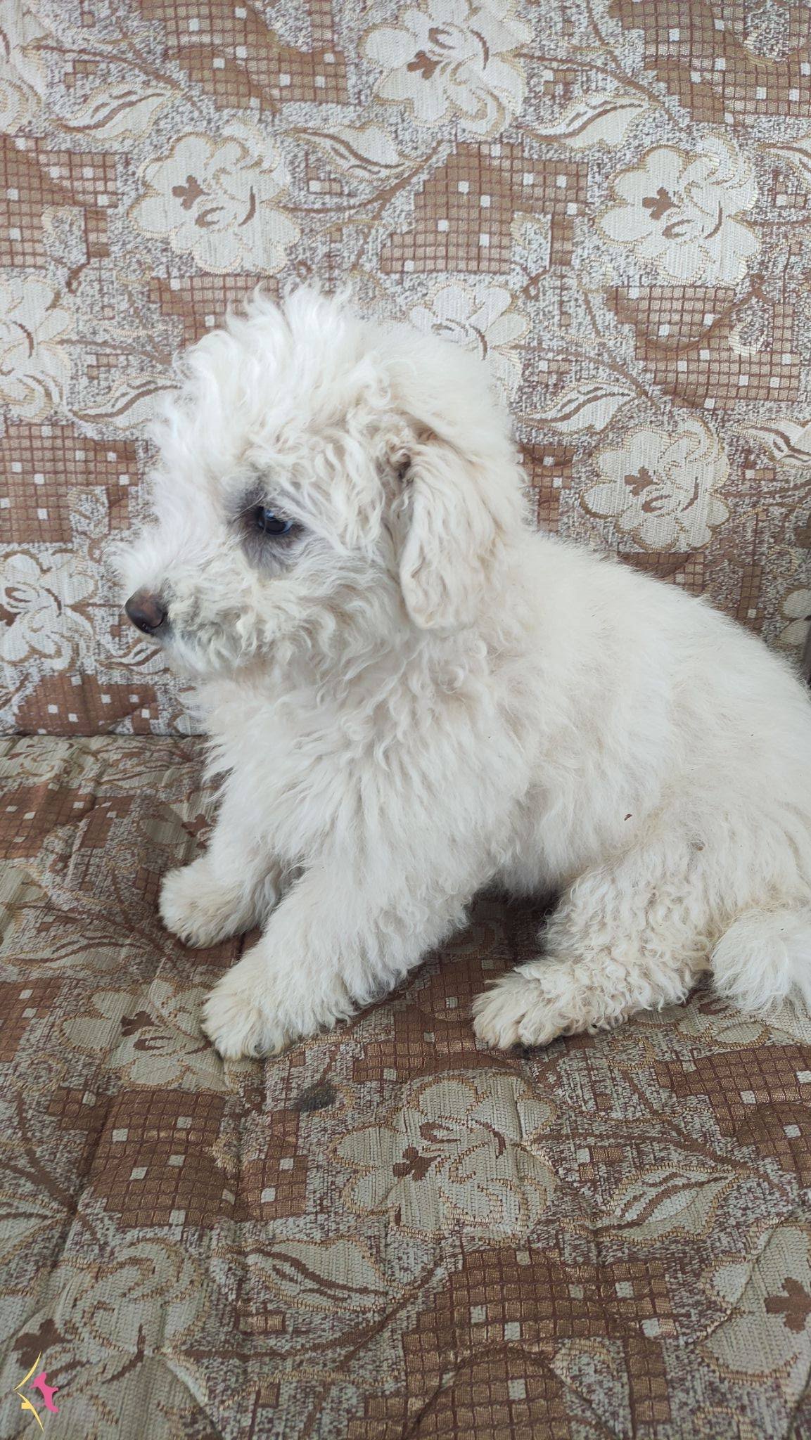 Maltipoo Ogullarimiz Yeni Yuvasini Ariyor