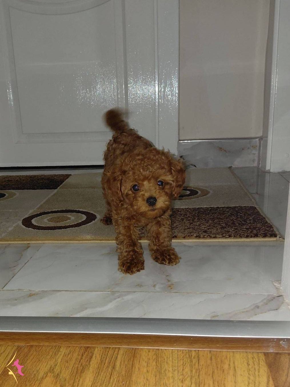 Orginal Irk Toy Poodle