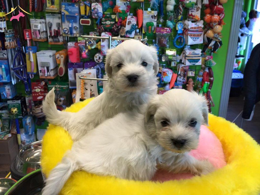Kar Beyaz Irk Garantili Tea Cup Maltese Terrier Yavruları