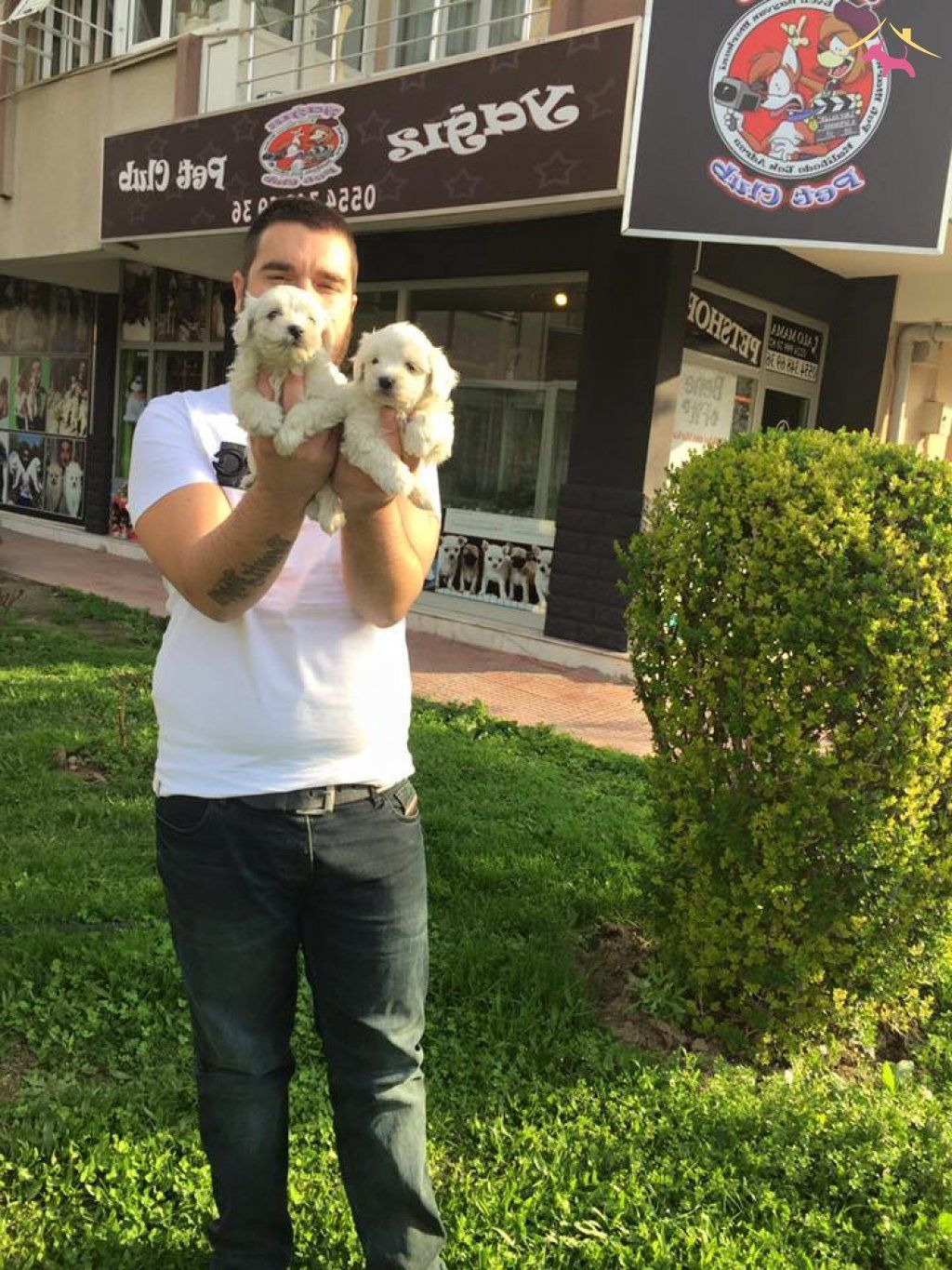 Kar Beyaz Irk Garantili Tea Cup Maltese Terrier Yavruları