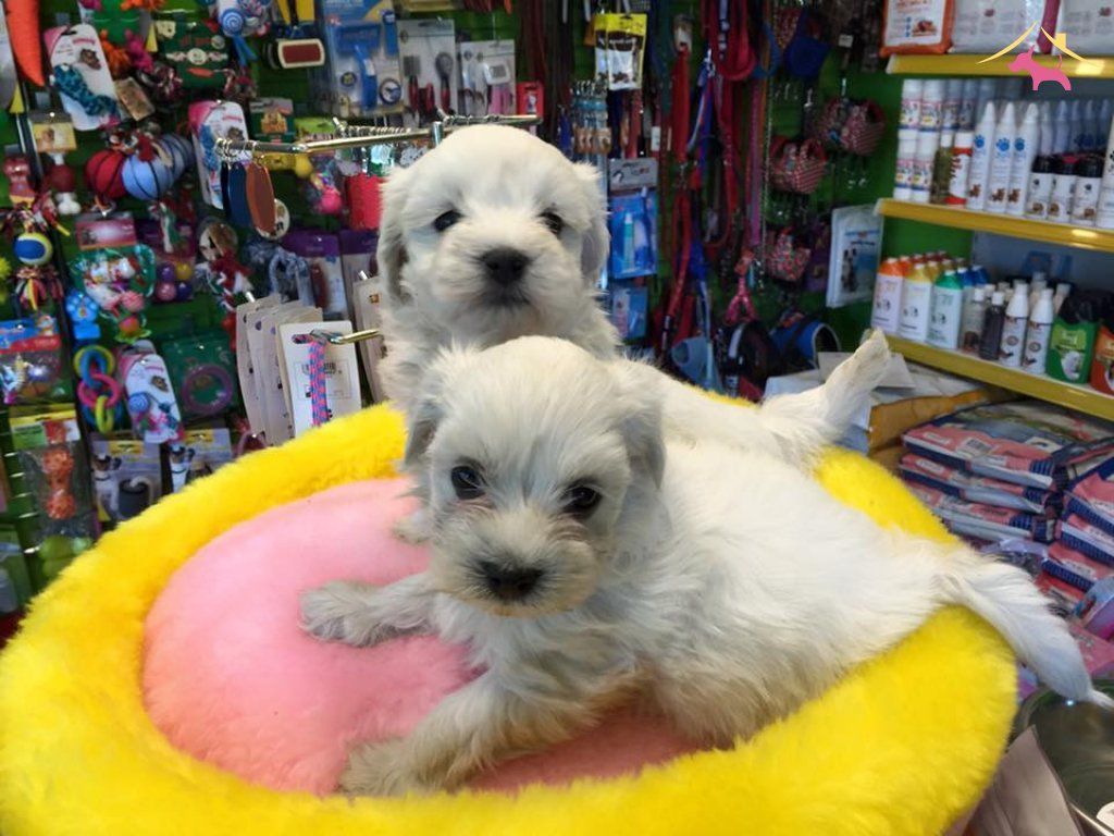 Kar Beyaz Irk Garantili Tea Cup Maltese Terrier Yavruları