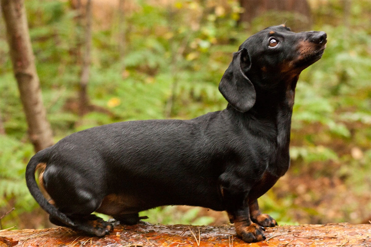 Sosis Köpek Dachshund Köpeklerdeki Hastalıklar