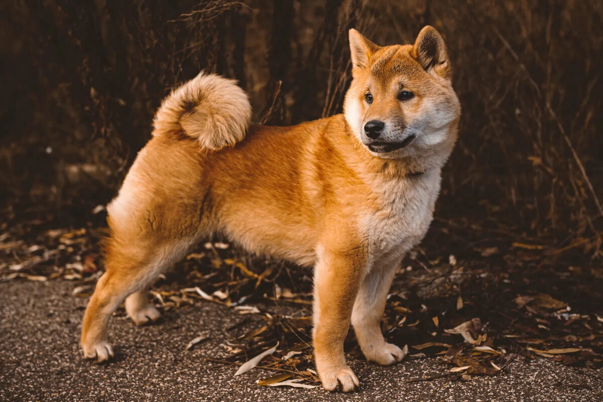 Akita Inu Bakımı