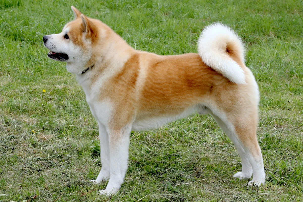 Akita Inu Satın Al