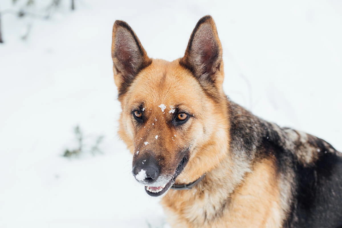 Alman Kurdu Görünümü