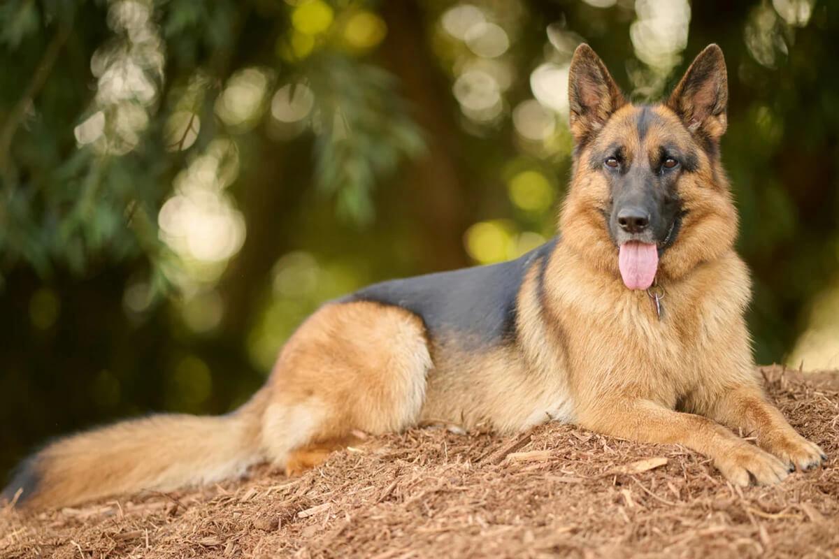 Alman Kurdu Fiyatları Nedir?