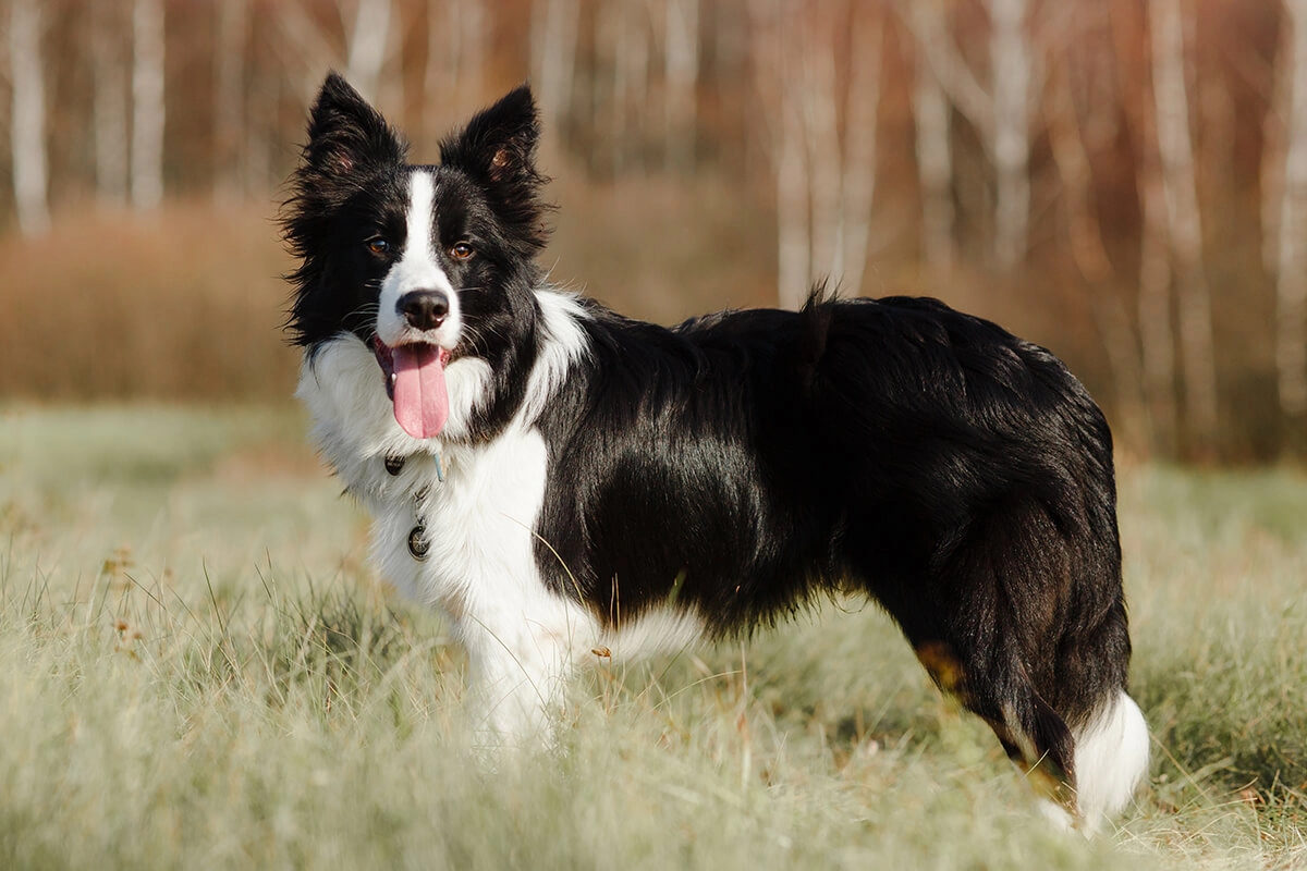 Border Collie Bakımı