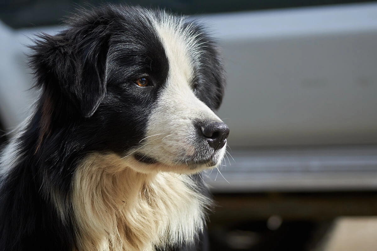 Border Collie Eğitimi