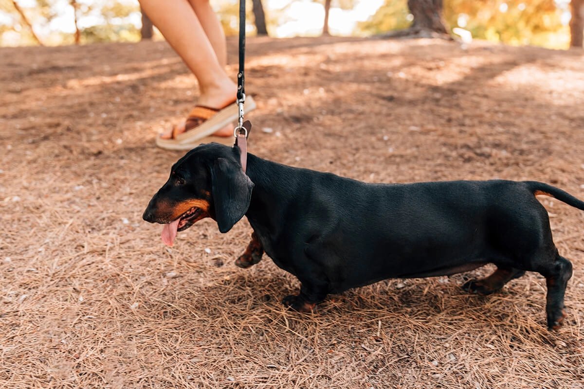 Sosis Köpek Dachshund Özellikleri