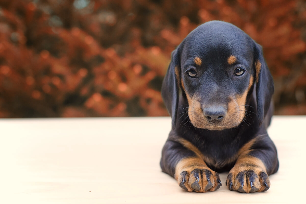 Sosis Köpek Dachshund Yavru