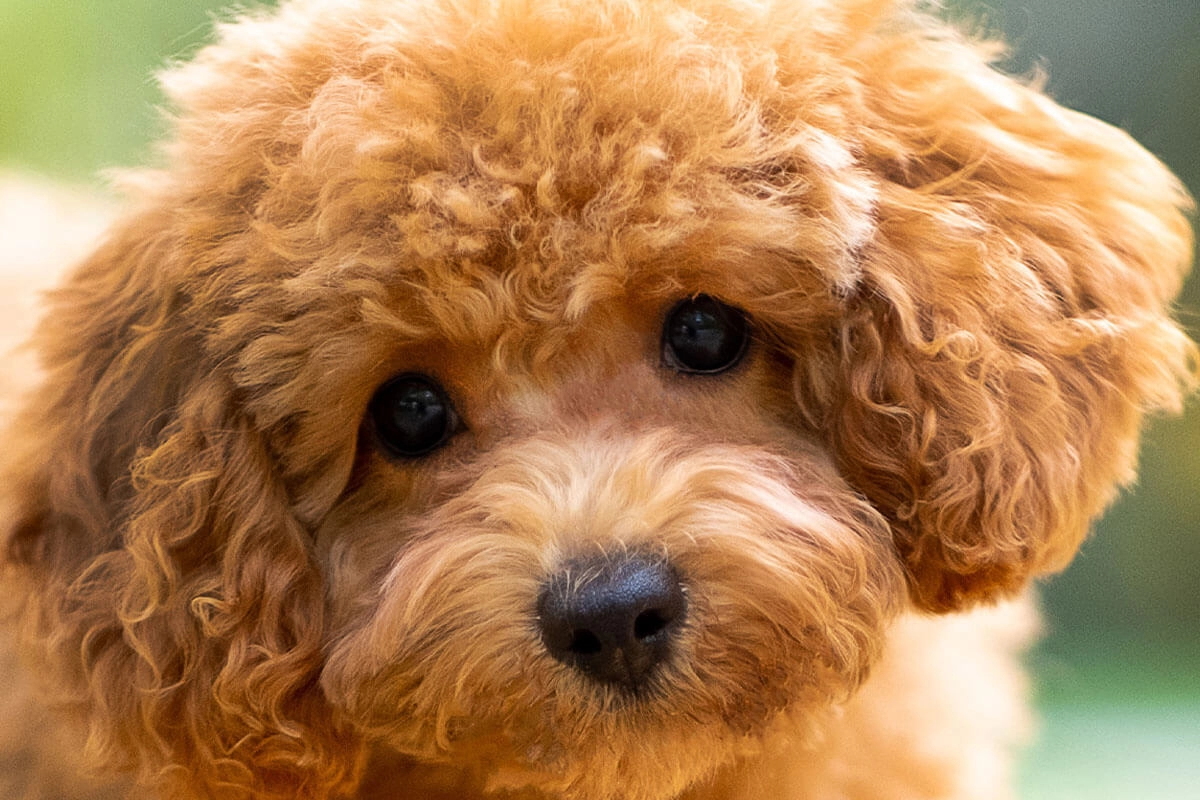 Toy Poodle Fiyatlarını Belirleyen Unsurlar