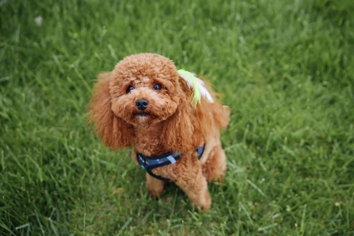 Toy Poodle Eğitimi