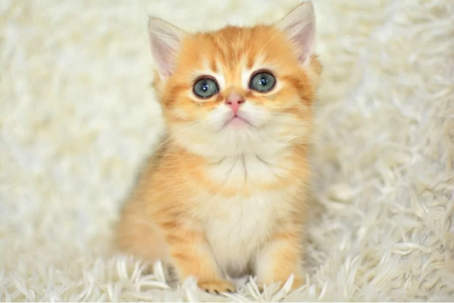 Golden Ny11 British Shorthair Yavrumuz