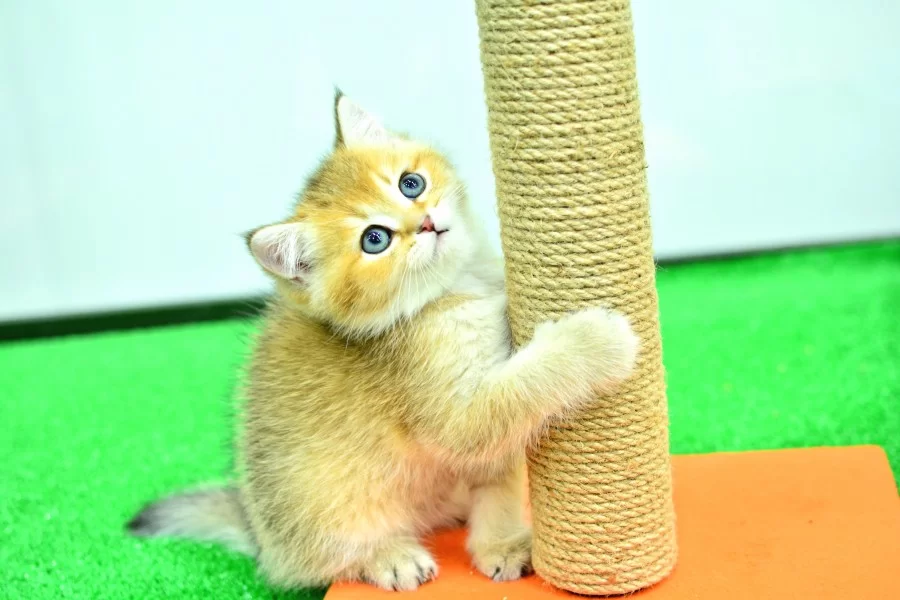 Sampiyonluk Guzelliginde Ny12 Golden British Shorthair