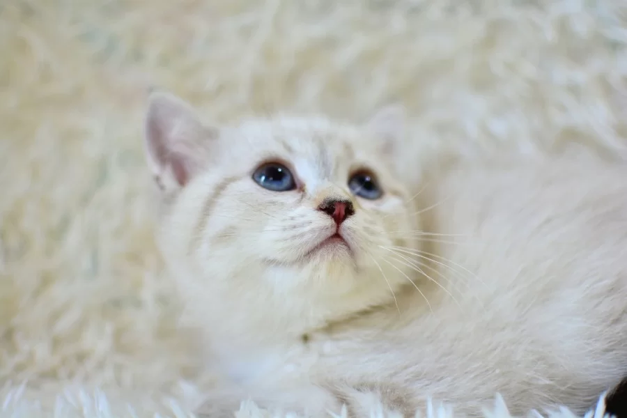 Sampiyon Soyundan Lynx British Shorthair