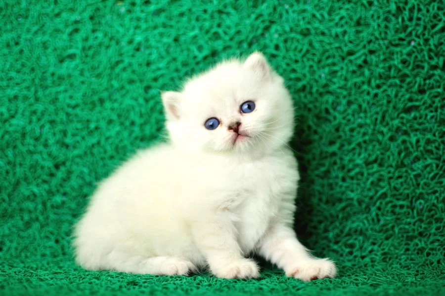 Sut Beyaz Silver Brtish Shorthair Ns1133