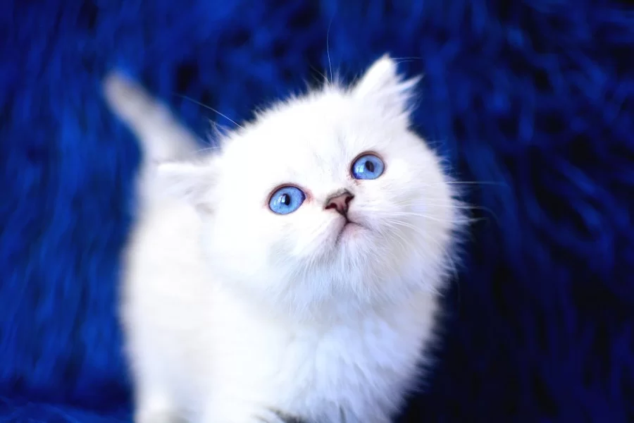 Boncuk Gozlu Silver British Shorthair Ns1133