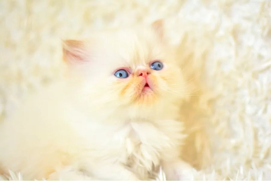 Sıfır Burun Muhtesem Kalite Iran Persian