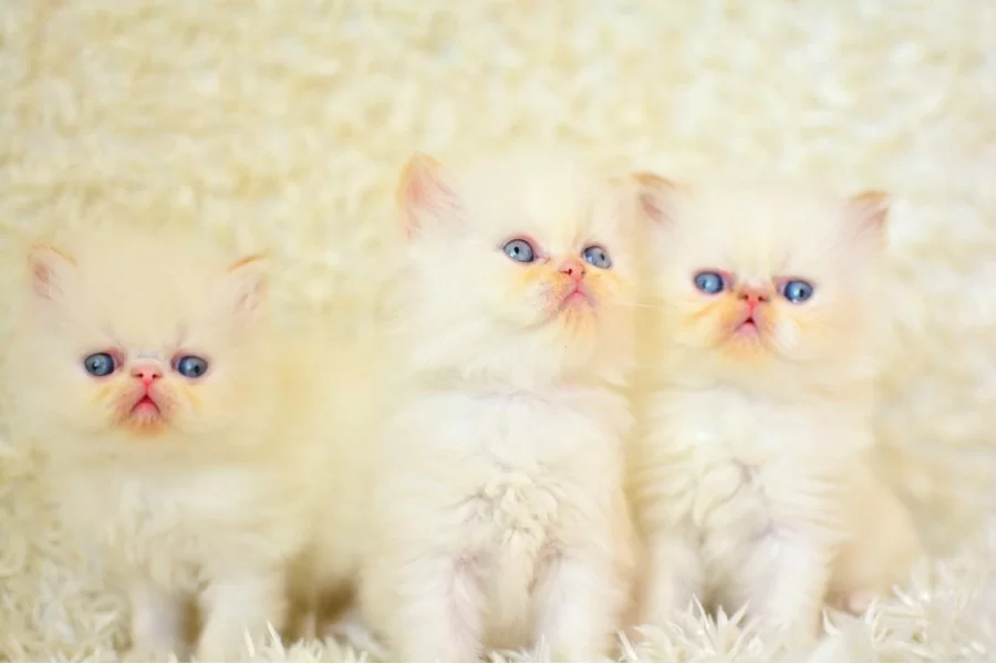 Mas Mavi Gozlu Beyaz Iran Persian Yavrularımız