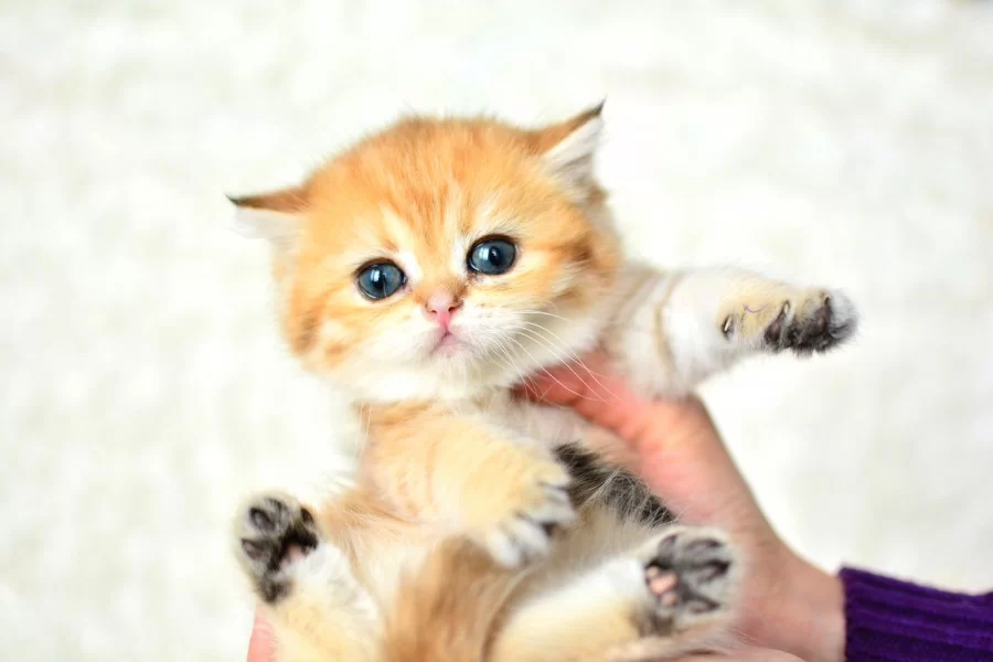 Sampiyonluk Soyundan Ny11 Golden British Shorthair