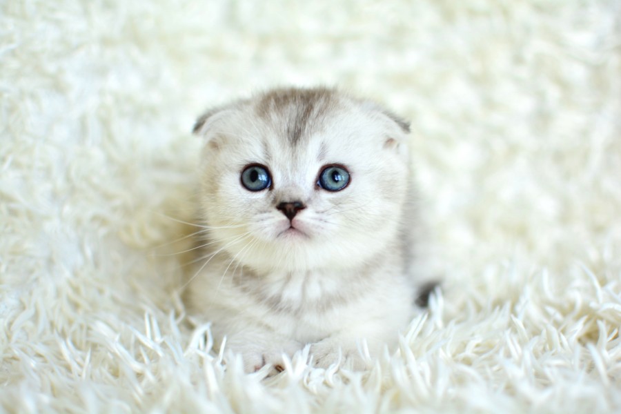 Muhteşem Silver Scottish Fold