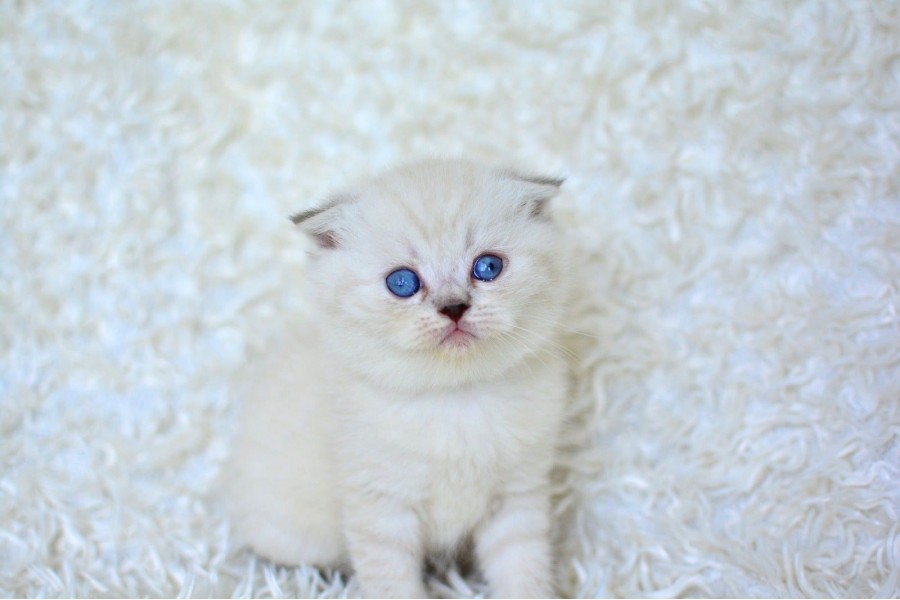 Show Kalite Silver Ns1133 Scottish Fold Yavrumuz