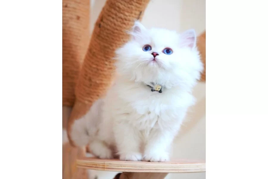 Masalsı Guzellikte Silver British Longhair