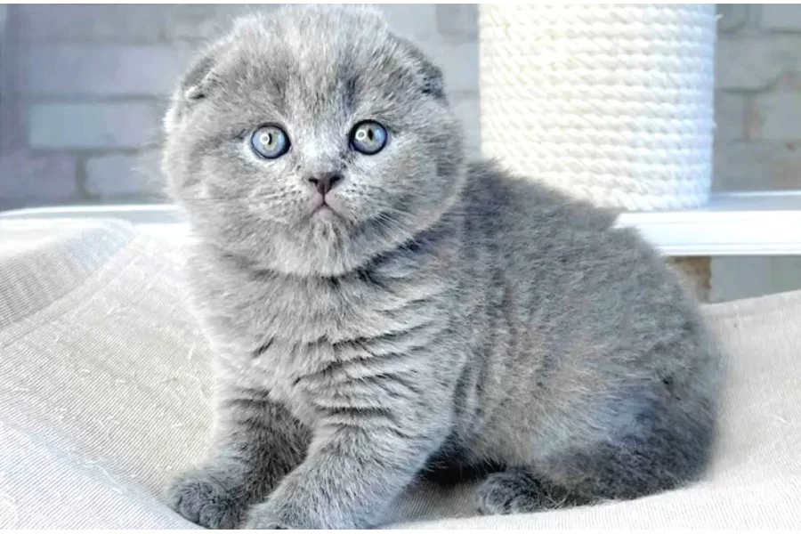 Mavi Boncugum Gri Scottish Fold