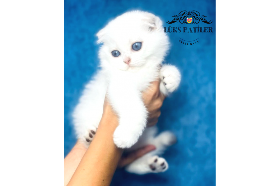 Nazarlık Bebek Silver Scottish Fold