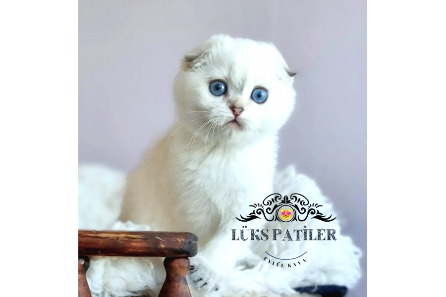 Top Kafacık Silver Scottish Fold