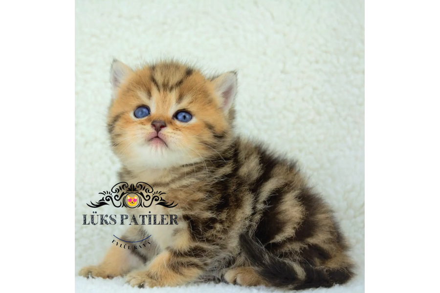 Etkileyici Blackgolden British Shorthair