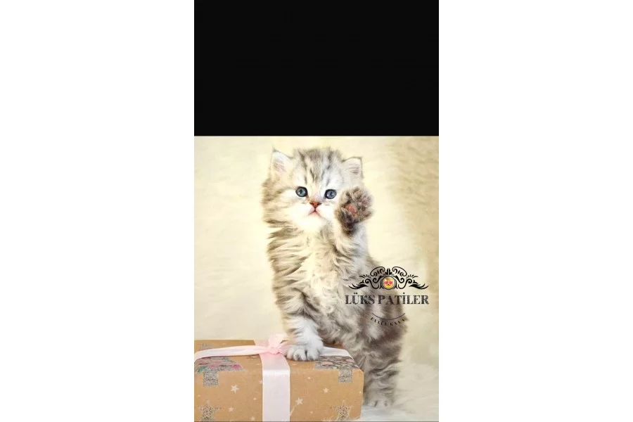 Oyuncu Silver British Longhair NS24