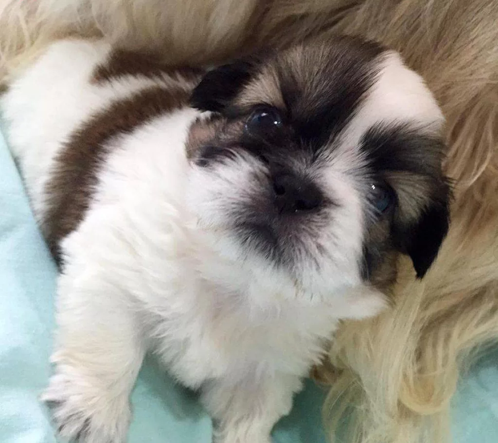 Shih Tzu Mukemmel bebeğim
