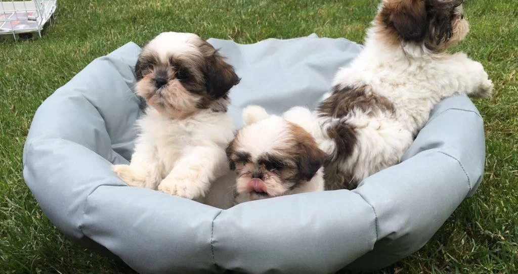 Saf Irk Harika Shih Tzu Bebeklerim