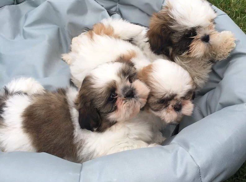 Saf Irk Harika Shih Tzu Bebeklerim