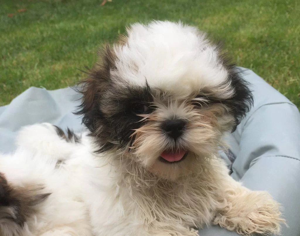 Saf Irk Harika Shih Tzu Bebeklerim