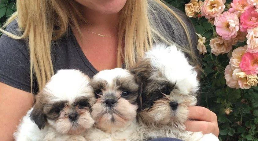 Saf Irk Harika Shih Tzu Bebeklerim