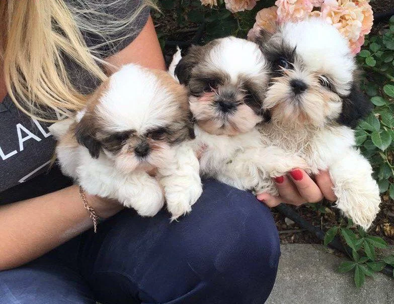 Saf Irk Harika Shih Tzu Bebeklerim