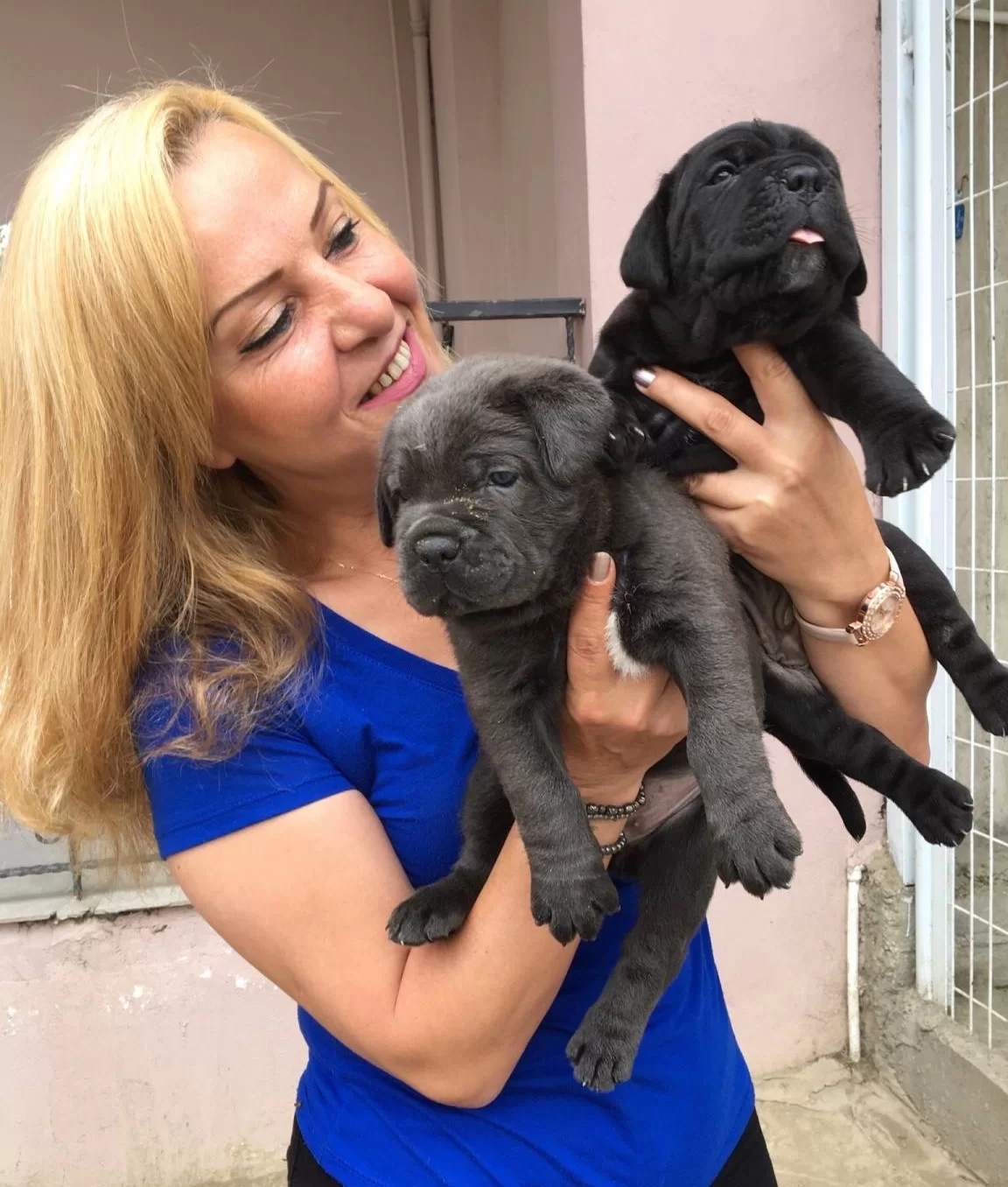 Mukemmel A Kalite Cane Corso Yavrularımız