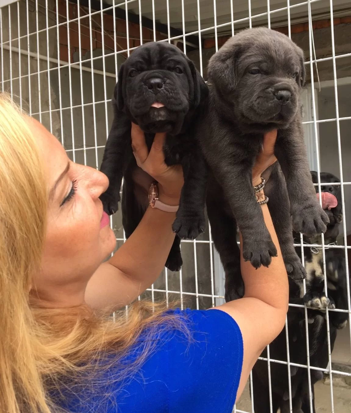 Mukemmel A Kalite Cane Corso Yavrularımız