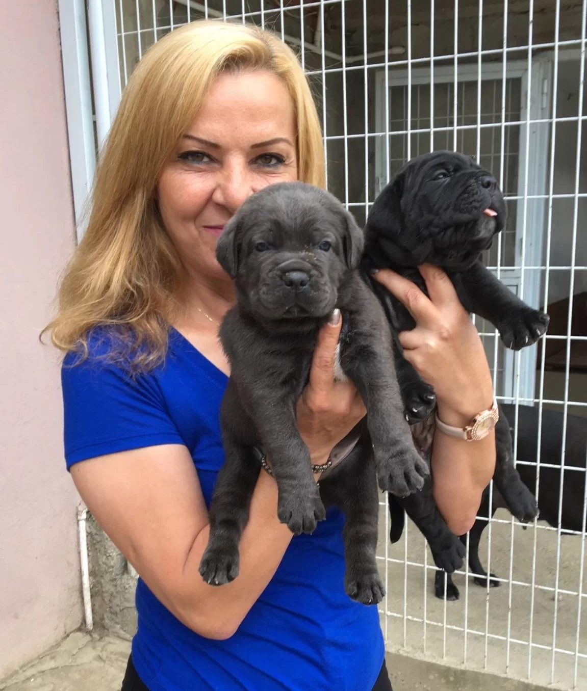 Mukemmel A Kalite Cane Corso Yavrularımız
