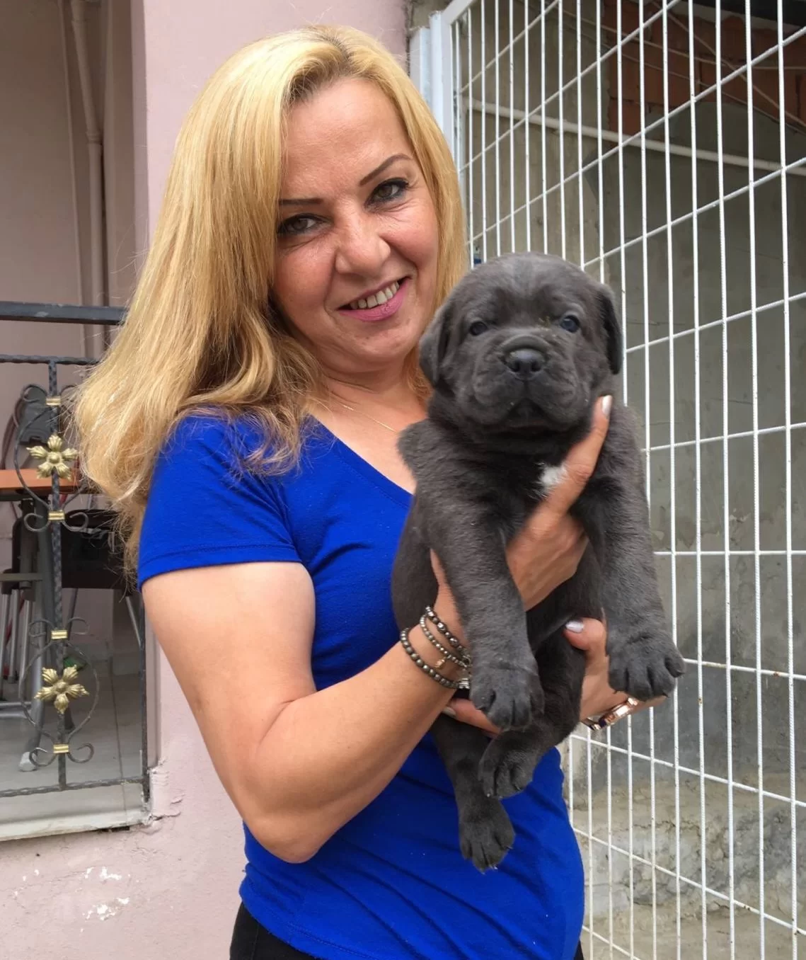 Mukemmel A Kalite Cane Corso Yavrularımız