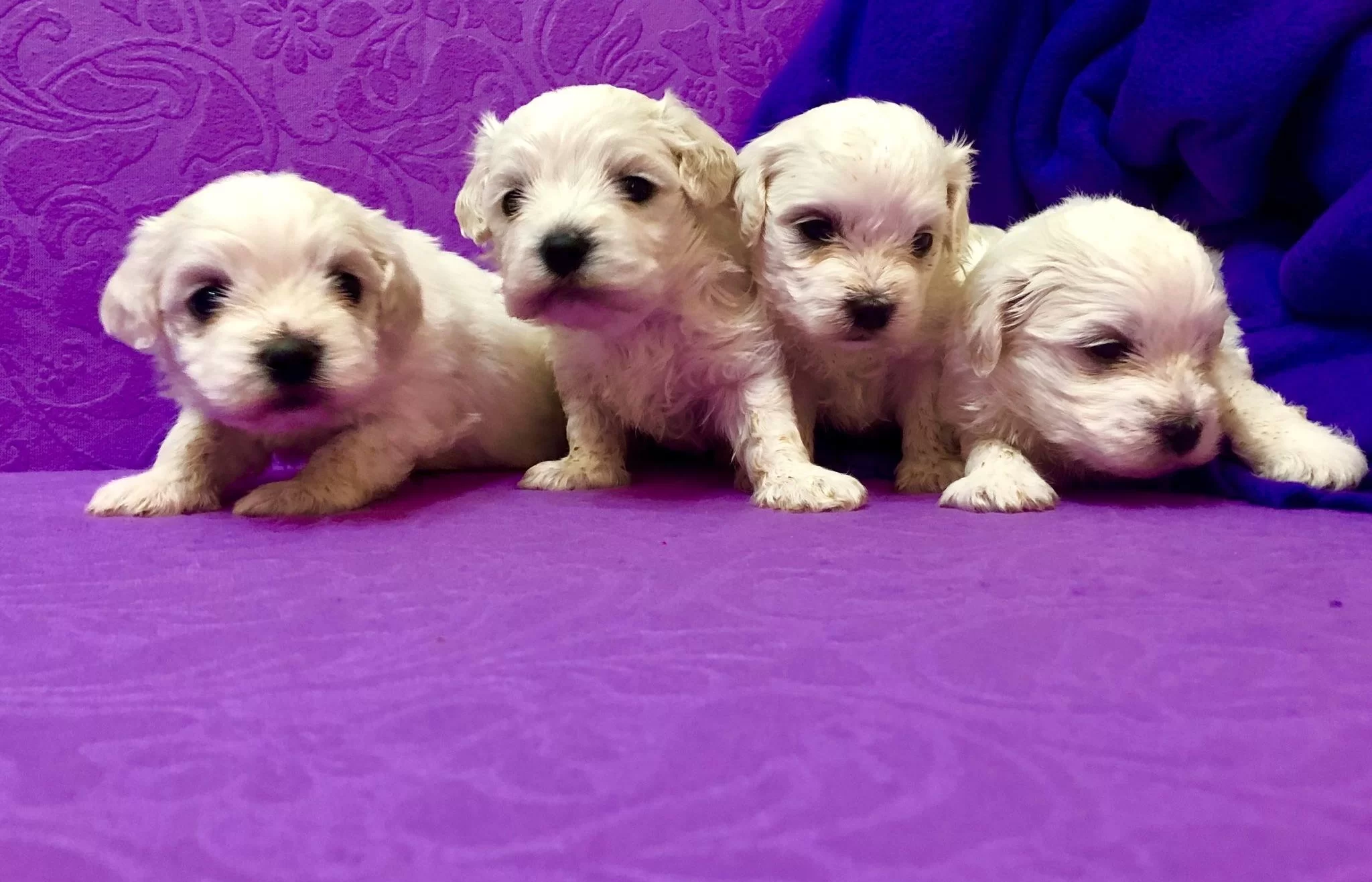 Sirin Sevimli Kar Gibi Maltese Terrier Yavrularımız