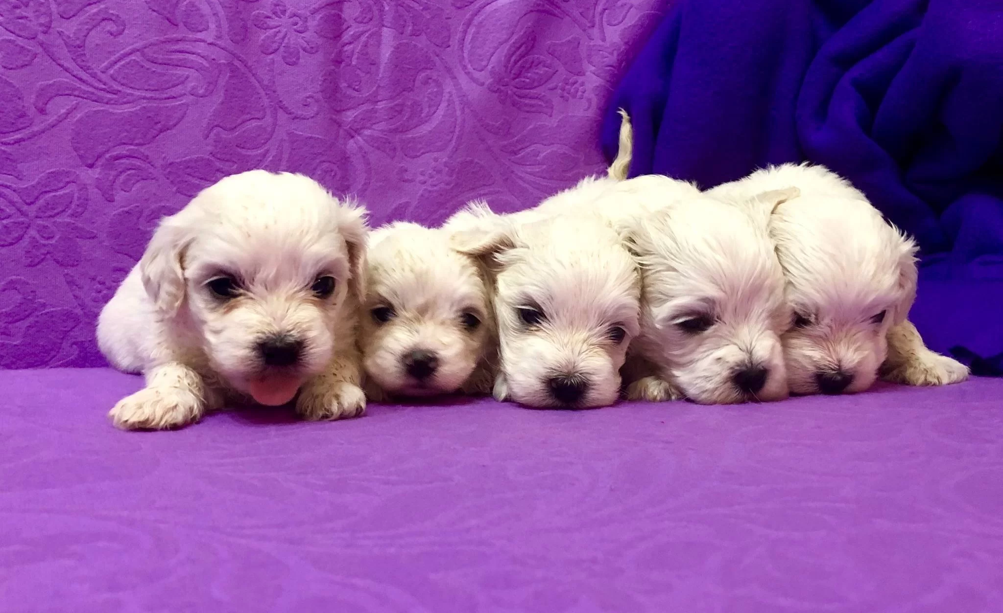 Sirin Sevimli Kar Gibi Maltese Terrier Yavrularımız