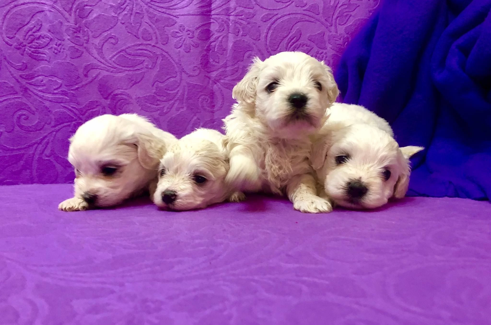 Sirin Sevimli Kar Gibi Maltese Terrier Yavrularımız