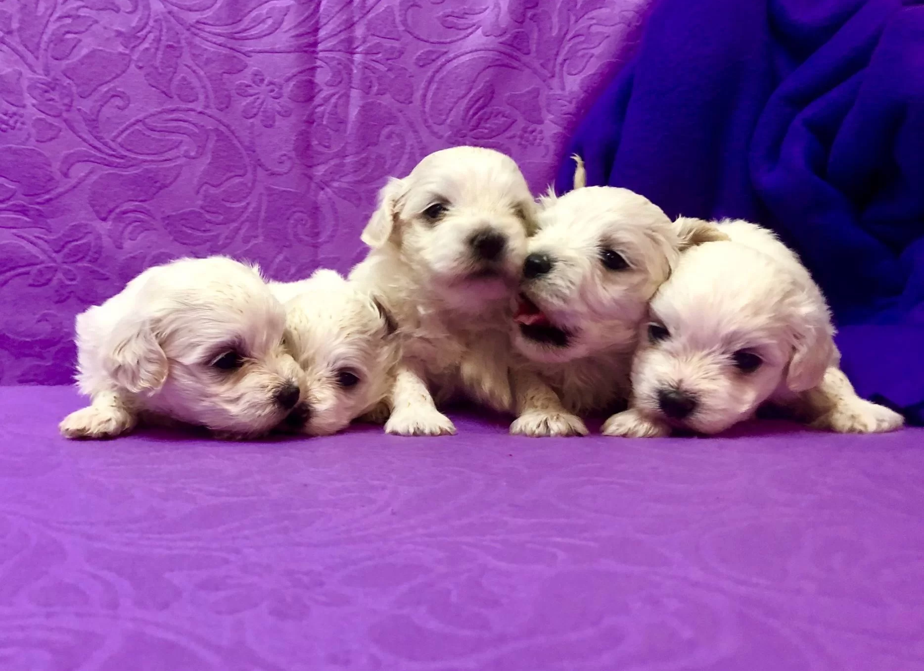 Sirin Sevimli Kar Gibi Maltese Terrier Yavrularımız