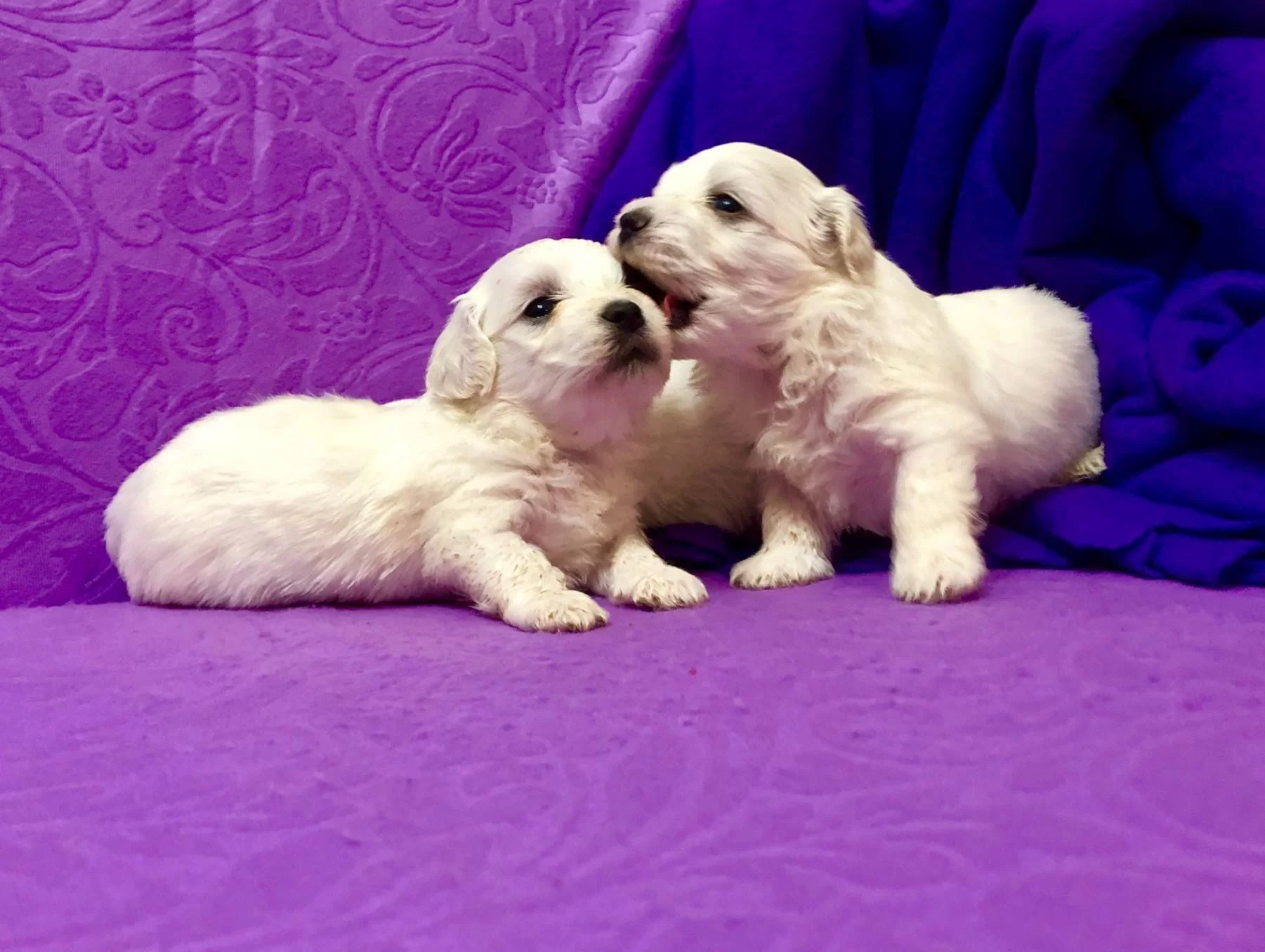 Sirin Sevimli Kar Gibi Maltese Terrier Yavrularımız