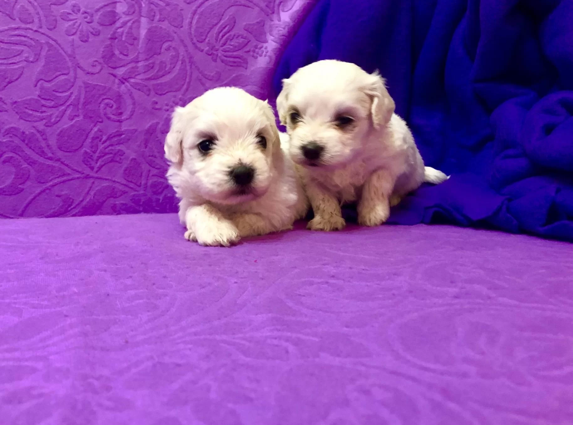 Sirin Sevimli Kar Gibi Maltese Terrier Yavrularımız